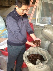 Wang Fuming, el principal productor del insecto ortóptero en China. 