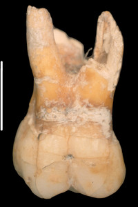 El molar del chico neandertal, de 215.000 años.