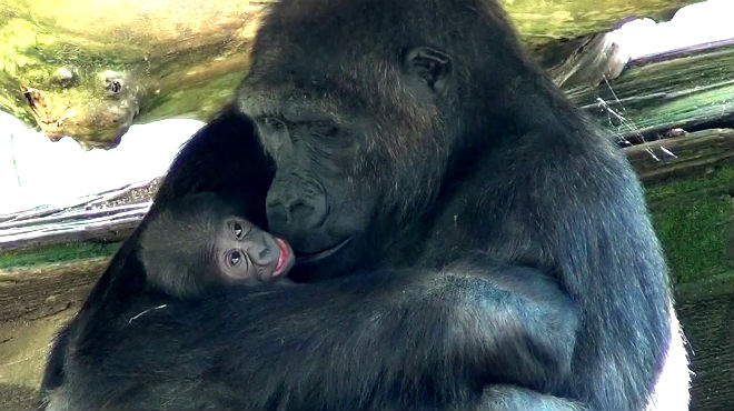 Cría de gorila arropada por su madre en el Zoo de Barcelona.
