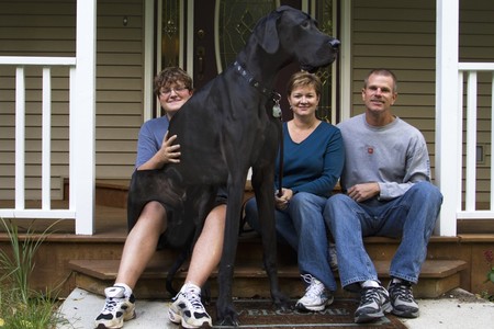 El dogo alemán gigante y récord Guinness Zeus, con su familia, en EEUU.