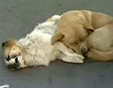 Un can permanece junto a su amigo, un perro atropellado.