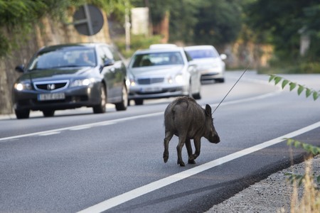 Un senglar campa per la carretera de Collserola que uneix Barcelona i Sant Cugat.