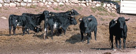 BRAUS  Toros de la ramaderia de Rogelio Martí, a Alfara de Carles (Baix Ebre).