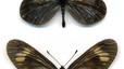 Actinote zikani. Pequeña mariposa de la familia Nymphalidae que vive en los últimos reductos selváticos (mata atlántica) del estado brasileño de Sao Paulo. Muy ligada a una planta, 'Mikania obsoleta', también amenazada. Población estimada: desconocida.