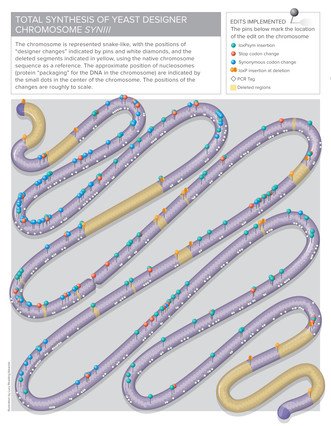 Seqüència del cromosoma de laboratori, de la revista {'Science}'.