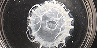 El misterio de las medusas