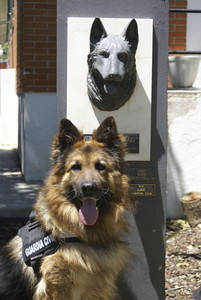 Ajax, el perro de la Guardia Civil reconocido por su valentía.