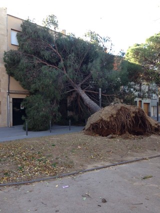 Un arbre caigut a la plaça de Marcet de Sabadell, aquest dimarts.
