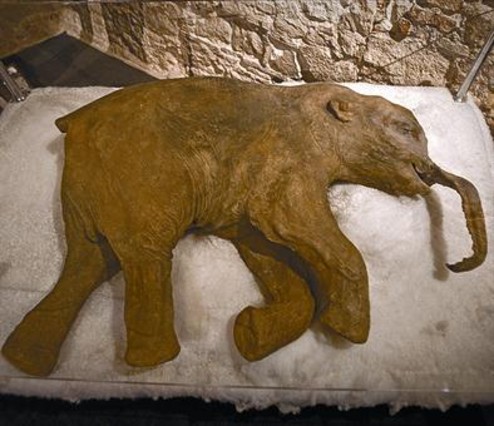Rèplica de Lyuba, la cèlebre cria de mamut morta fa 37.000 anys. DANNY CAMINAL