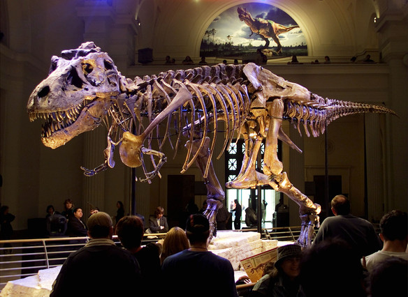 Un esqueleto de tiranosaurio rex expuesto en un museo de Chicago. SUE OGROCKI | REUTERS