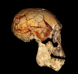 Simulación de un cráneo con los restos encontrados en 1972 y la mandíbula actual
