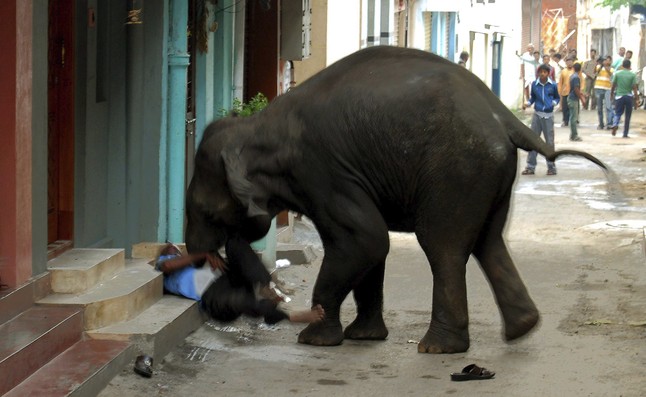 Elefantes entran en una ciudad india, matan a una persona y causan el pánico | Noticias de Buenaventura, Colombia y el Mundo