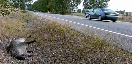 Jabalí muerto junto al arcén de la carretera CL-615, entre Palencia y Carrión de los Condes, el verano pasado.