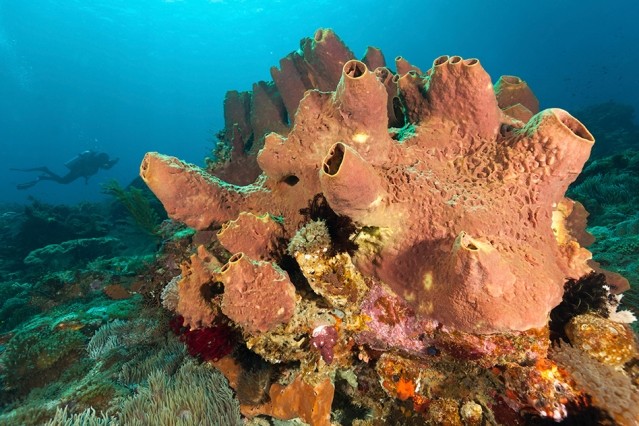 La esponja marina se erige como el animal más antiguo de la Tierra
