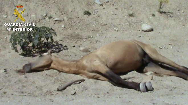 Las duras imágenes en las que se puede ver el estado de desnutrición de los caballos