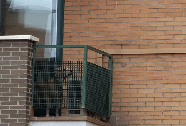 El perro Excalibur, en el balcón del domicilio de Teresa Romero y Javier Limón en Alcorcón.