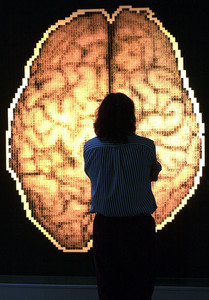 Un visitante observa un mapa del cerebro humano.