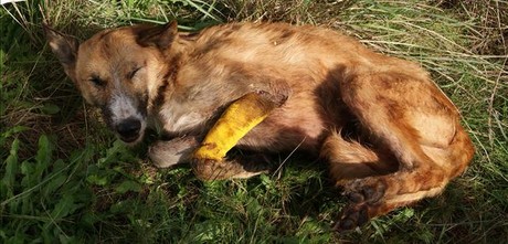 Cadáver de un perro envenenado hallado en la finca de Montcada