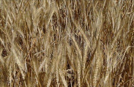 Espigas de Tritordeum, muy similares a las del trigo tradicional. 