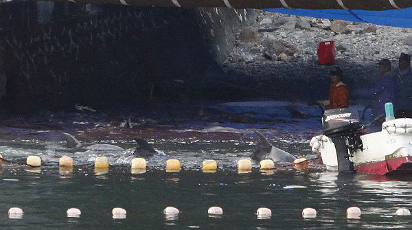 Matanza de delfines en la bahía de Taiji, en Japón