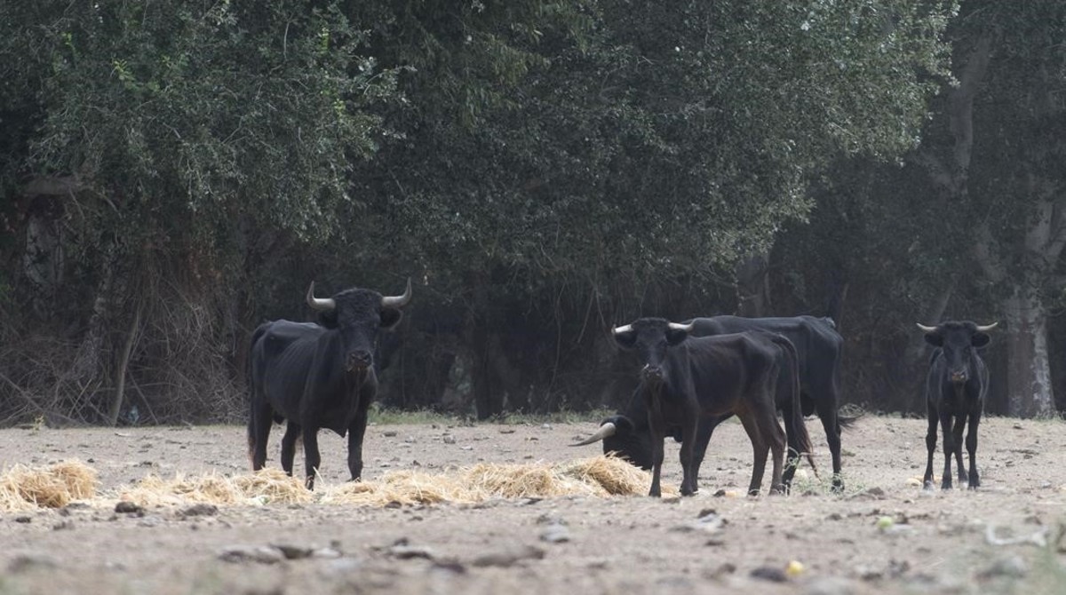 Los toros de la Illa dels Bous se mueren de hambre otra vez