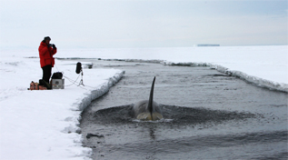 Una imagen del trabajo de Chris Watson 'Antarctica-The ice sea border', que se puede ver en Cosmocaixa.