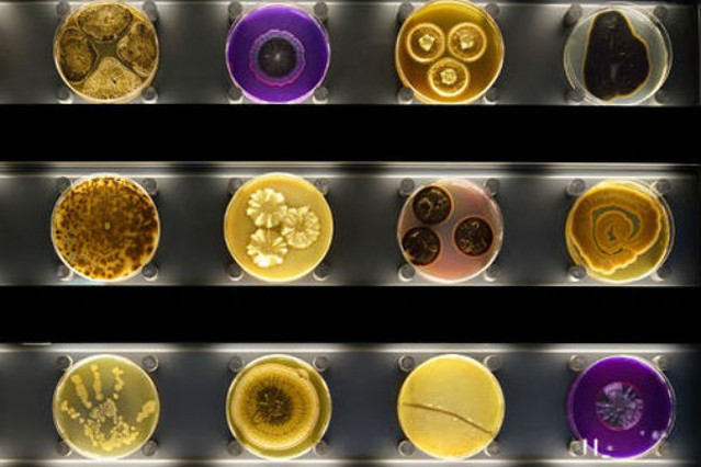 Diversos microorganismos, en cajas de Petri, en el zoo de Micropia.