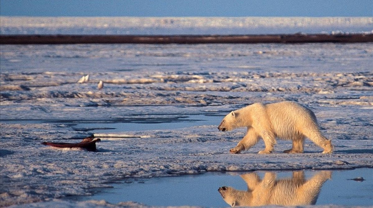 Trump abre un inmenso santuario del Ártico a la explotación petrolera