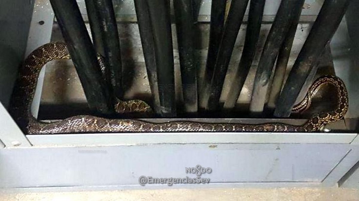 Una serpiente de metro y medio se cuela en la Feria de Abril de Sevilla
