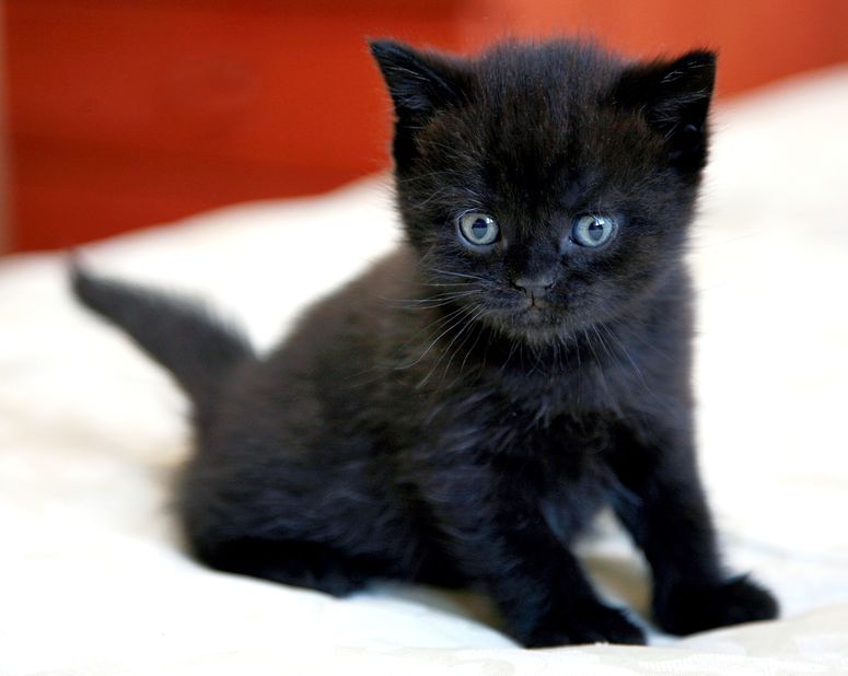 Paralizadas las adopciones de gatos negros en Halloween