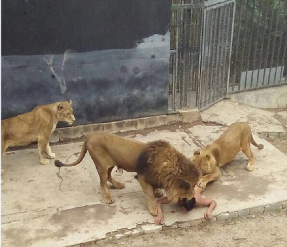 Un joven se intenta suicidar arrojándose a la jaula de los leones