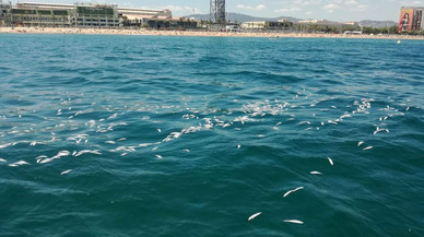Centenares de peces muertos frente a la playa de la Barceloneta