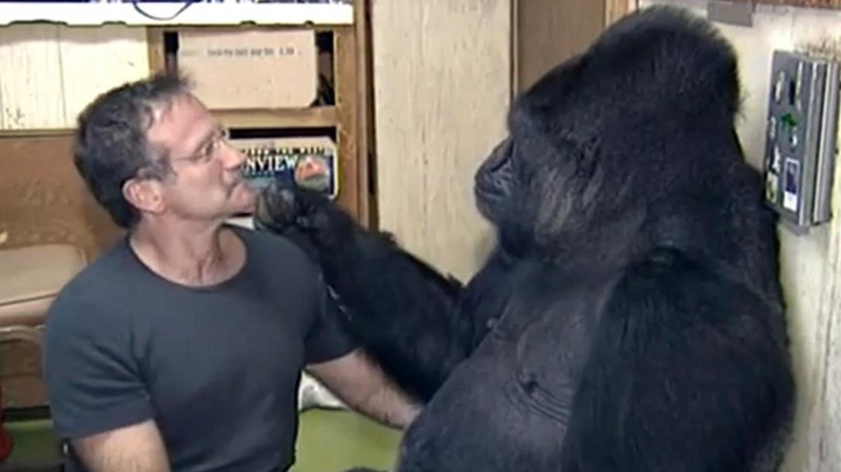 Robin Williams conversandoÂ con Koko, una cÃ©lebre hembra de gorilaÂ que aprendiÃ³ a comunicarse a travÃ©s del lenguaje de signos.
