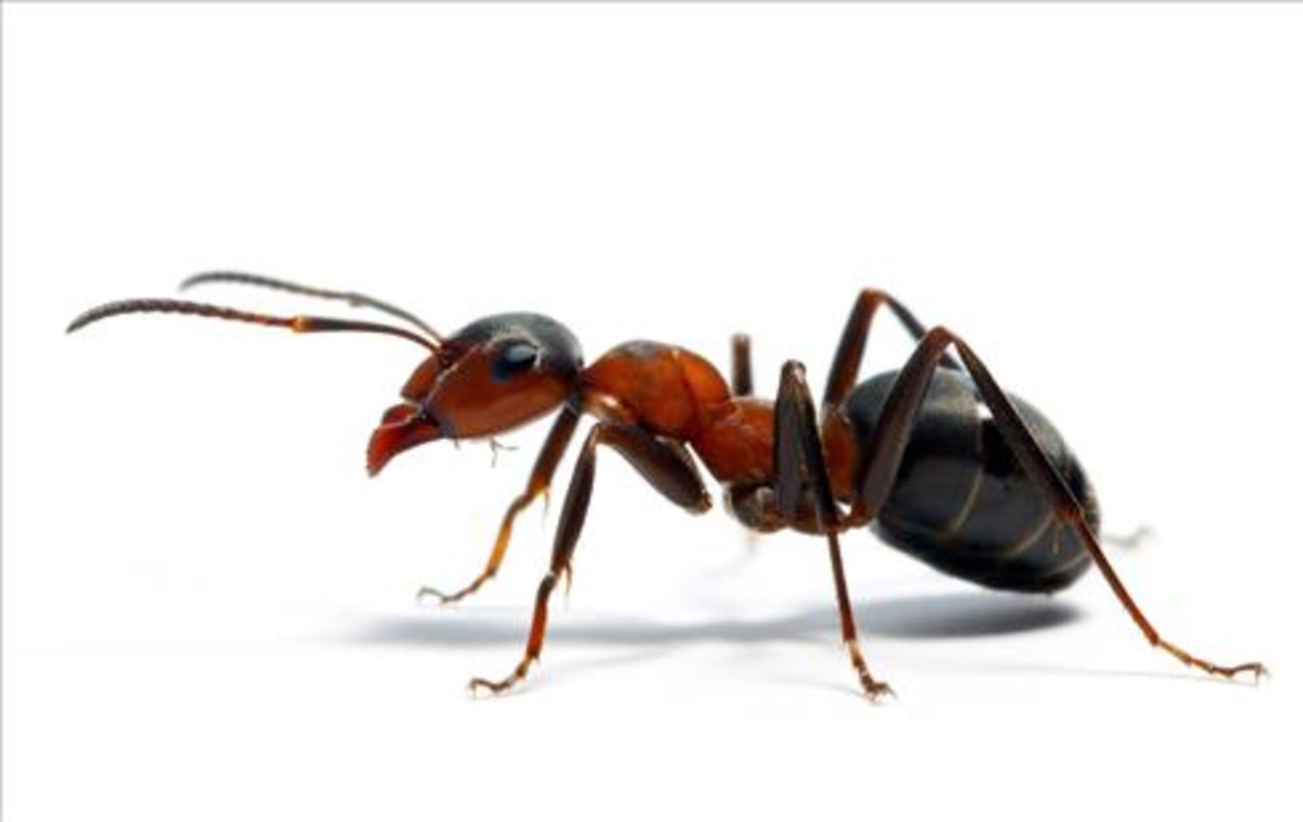 Las hormigas fabrican antibióticos que podrían aplicarse a los humanos