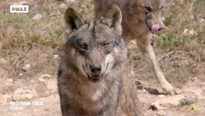 'Wild Frank: Caza' estrena un especial dedicado al lobo ...