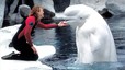 La menopausia tambin afecta a las ballenas beluga y los narvales