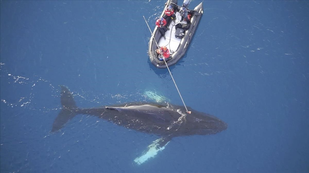 Unos científicos colocan un dispositivo no invasor en una ballena en la Antártida para investigar sobre sus comportamientos, el pasado mes de abril.