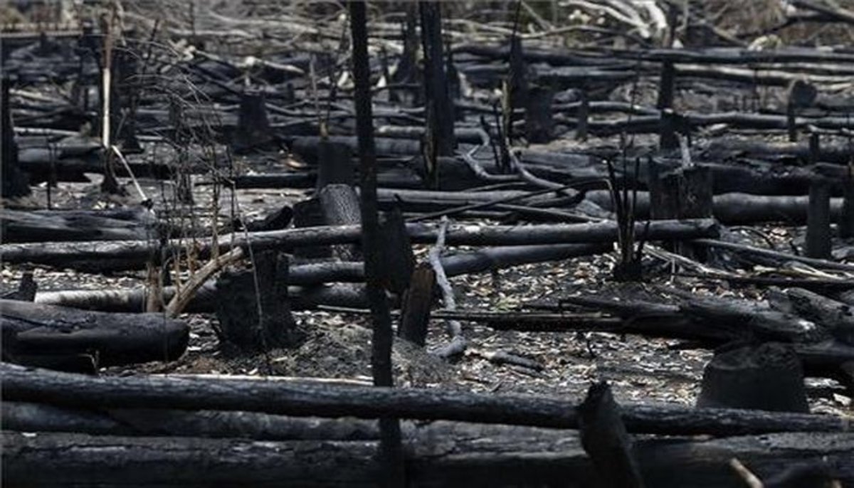 Restos de árboles quemados luego de los incendios en la Amazonia.