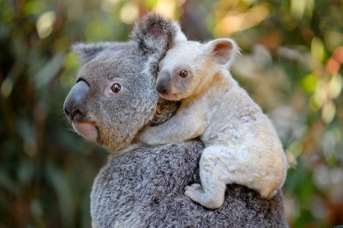 Los incendios forestales en Australia matan unos 2.000 koalas