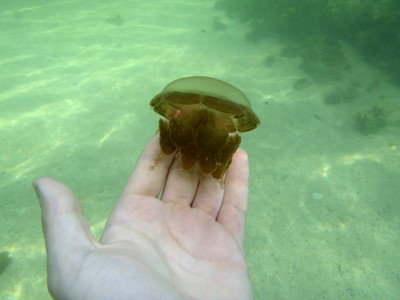 Un turista sostiene una de las curiosas medusas del lago de Kabakan, en la isla de Borneo.