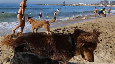 Barcelona mantendr un ao ms su playa para perros