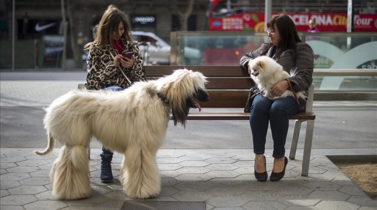 Dos mujeres conversan junto a sus perros en un banco de paseo de Gràcia, en una imagen de archivo.