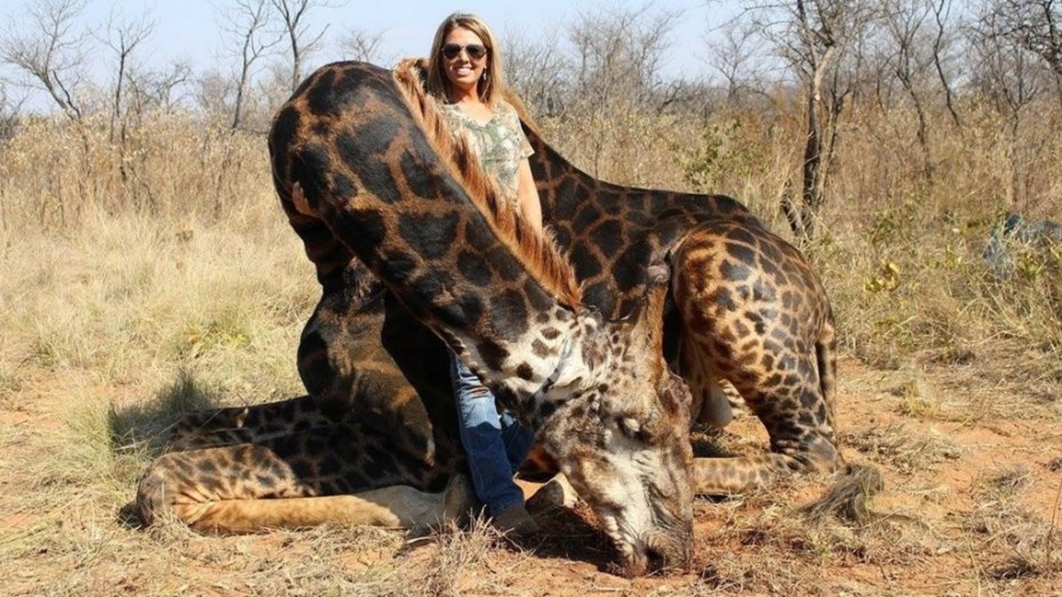 Resultado de imagen para Una mujer asesinÃ³ a una jirafa negra y se saca fotos junto al cadÃ¡ver