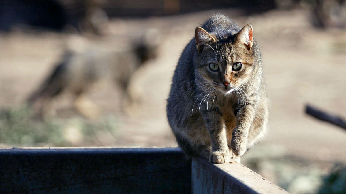 Veterinarios de Catalunya alertan sobre los gatos callejeros