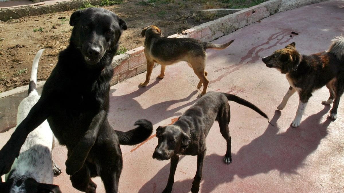 Tan Solo Pedimos Que La Perrera Municipal De Sant Hilari Sacalm Se Traslade A Un Lugar