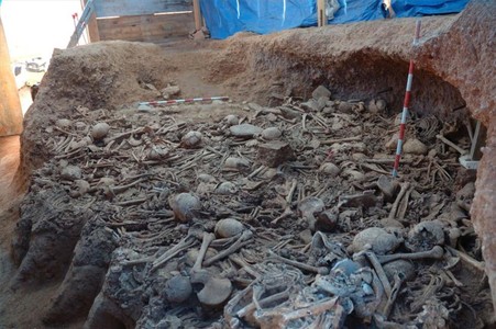 Imagen de parte de los miles de restos óseos prehistóricos hallados en la excavación de La Sagrera.