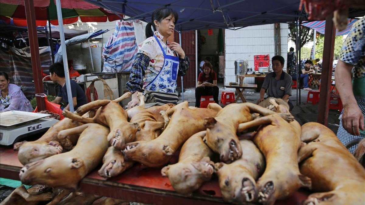 China frena con subsidios la cría de animales salvajes