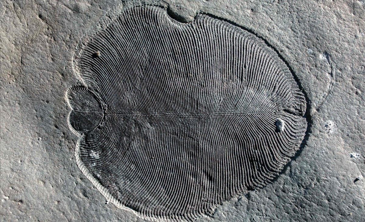 Fósil de Dickinsonia preservado orgánicamente en el Mar Blanco de Rusia