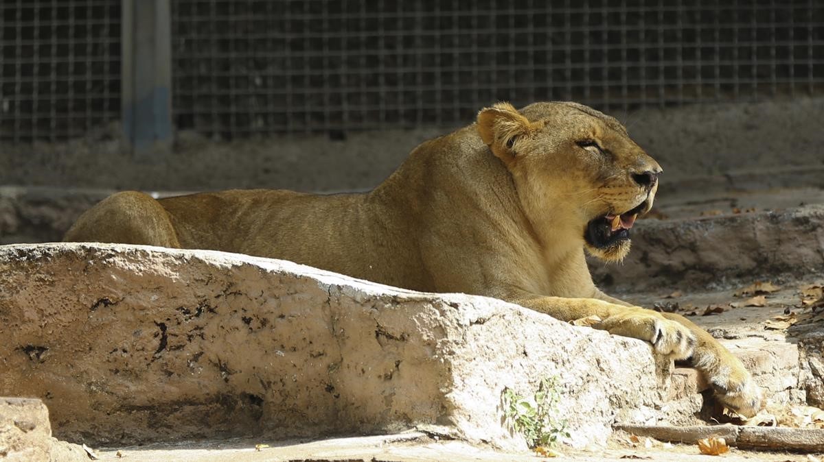 Una leona en el Zoo de Barcelona.